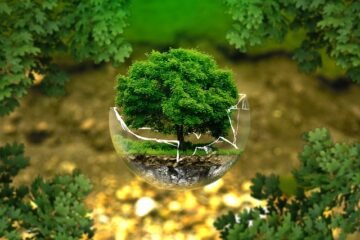 Small Tree Emerging from Broken Glass Ball - 'Form 5: Environment Statement' Blog at GreenleafEnvirotech.